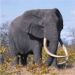 Elephant Bull
